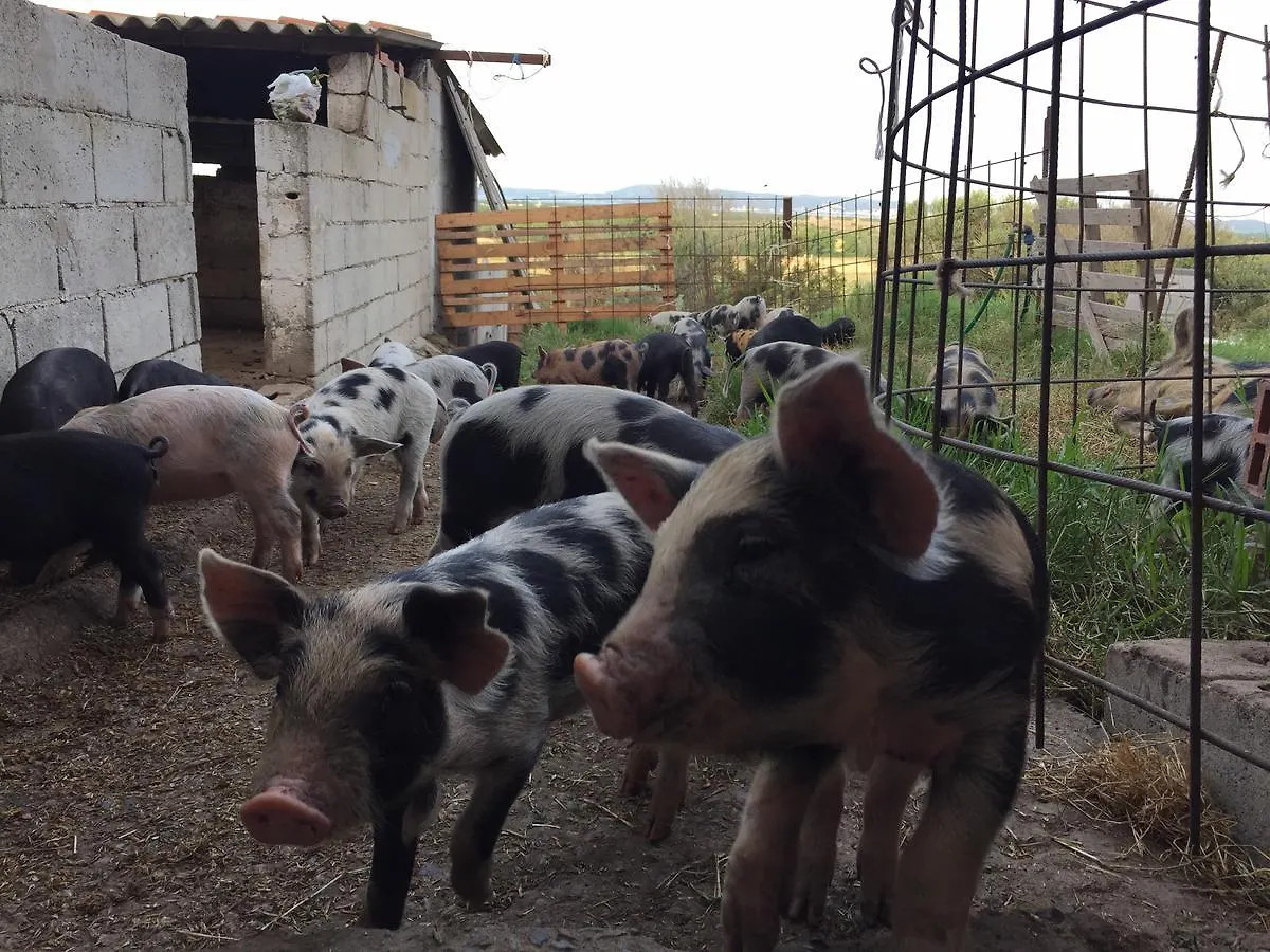 Farmház Agriturismo Su Meurreddu Tratalias Olaszország